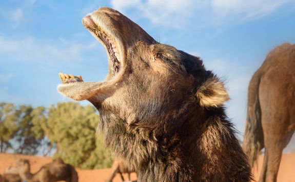 Angry Camel