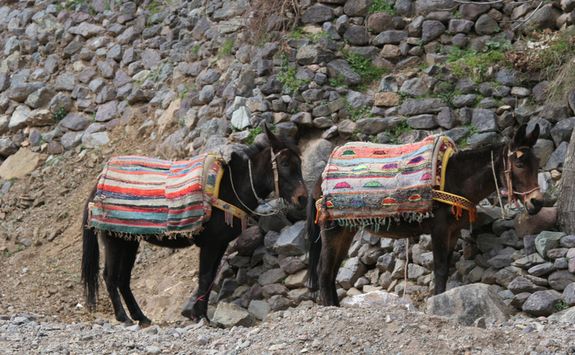 Two donkeys