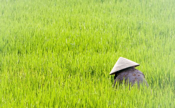 Rice Paddies
