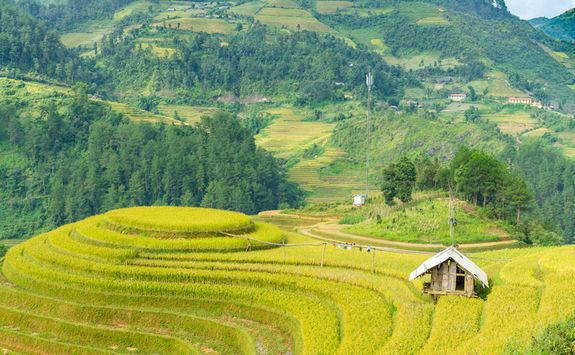 Beutiful terraced rice fields in Hoi An