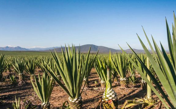 Sisal plantation