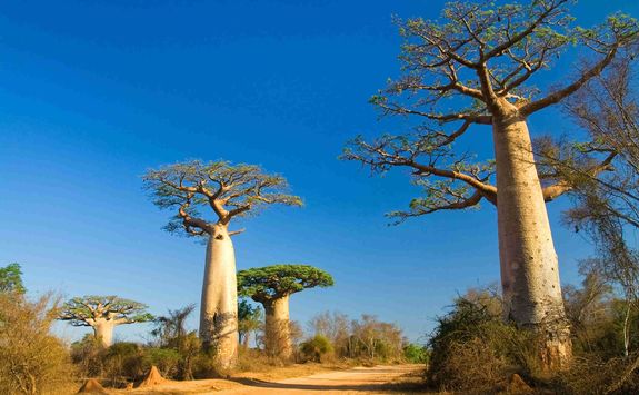 Baobabs in Madagascar