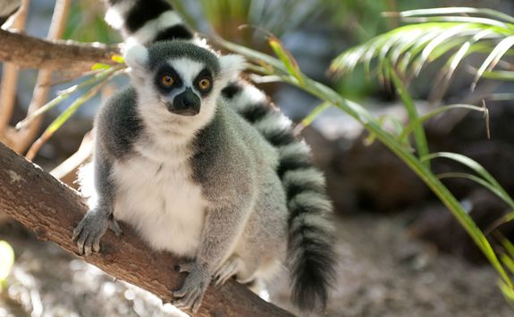 Ring tailed lemur