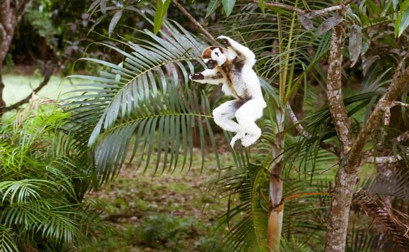 Sifaka lemur leaping