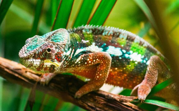 Chameleon on a tree