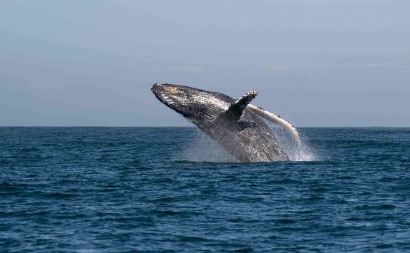 Humpback whale at Manafiafy Beach