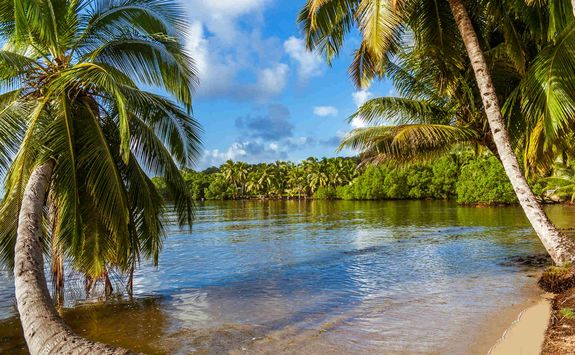 Palm trees on beach