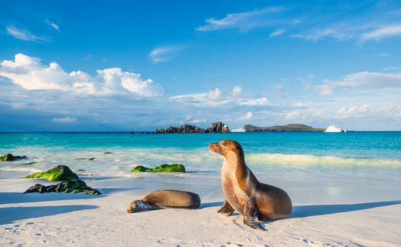 Sea lions on the beach