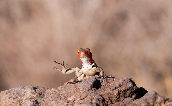 Lava lizard