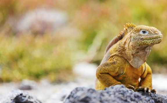 Land iguana, Galapagos