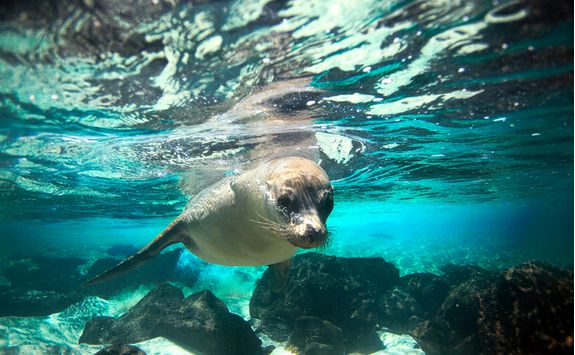 Sea lion in the Galapagos