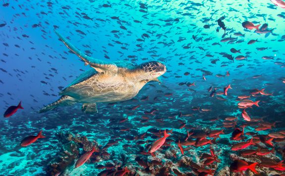 Turtle in the Galapagos