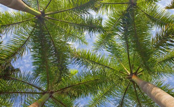 palm trees