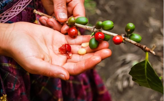 Coffee beans