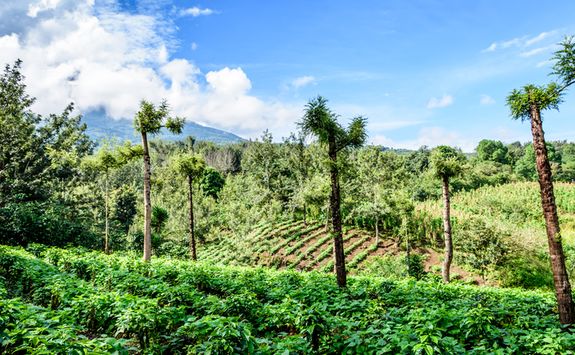 Coffee farm in Guatemala