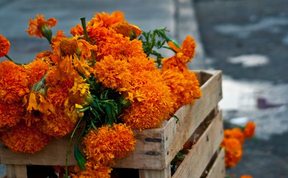 Crate of Marigolds