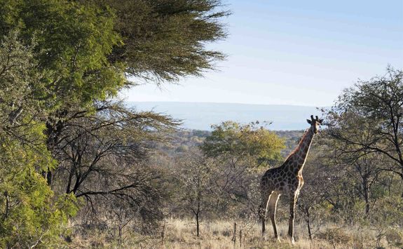 Giraffre in the Waterberg
