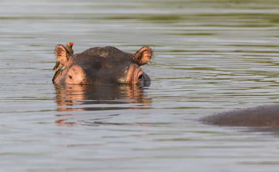 Hippo in the water