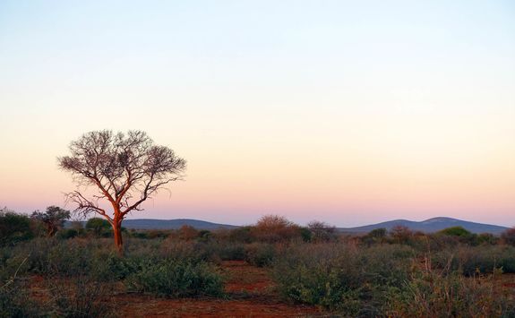 Sunrise in Madikwe