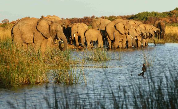 Elephants at watering hole