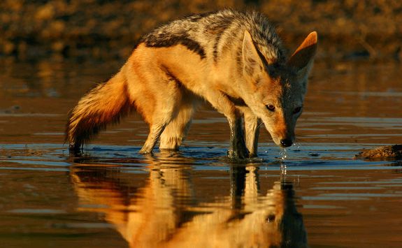 Jackal drinking