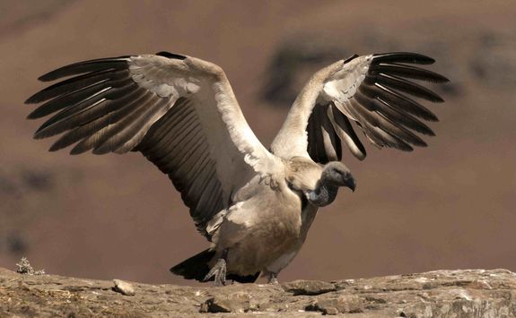 Cape Vulture