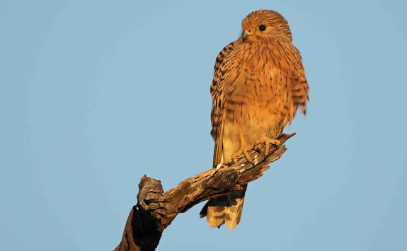 Greater kestrel