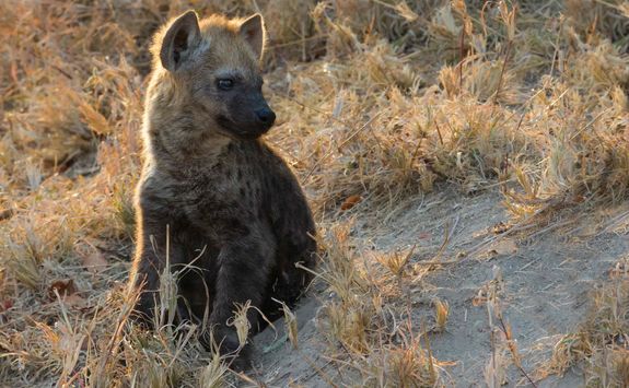Hyena pup
