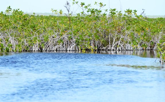 sian kaan's mangroves