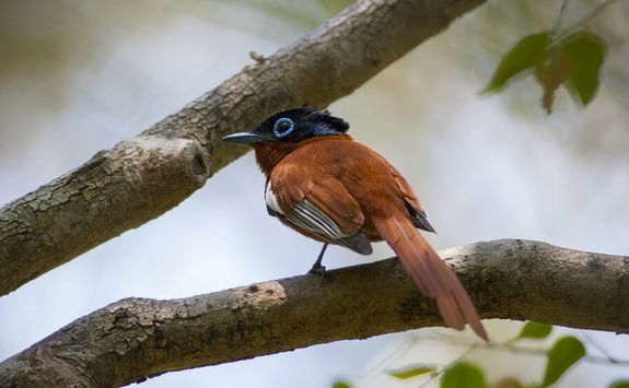Malagasy paradise flycatcher
