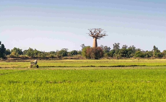 Baobab in rice field