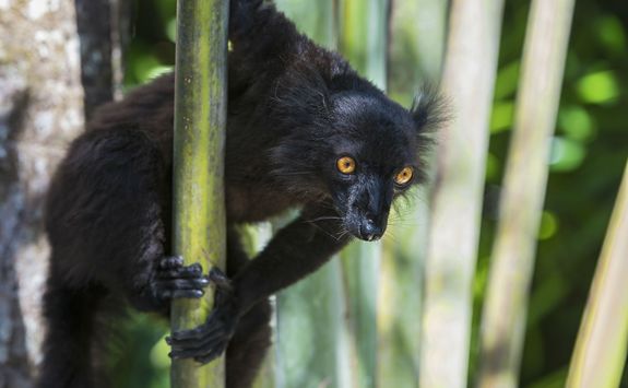 Black lemur
