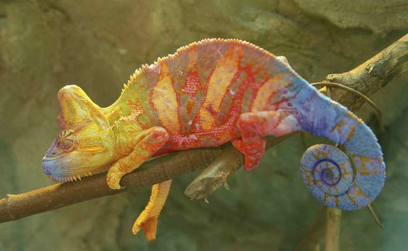 Chameleon on a tree