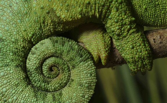 Chameleon's tail