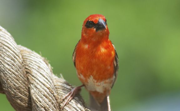 Fody bird in Madagascar
