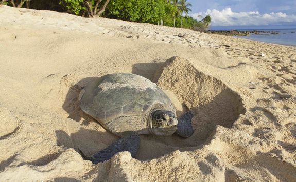 Turtle laying eggs