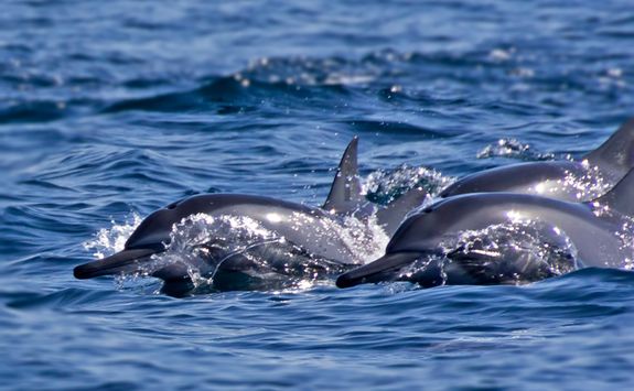 dolphins swimming