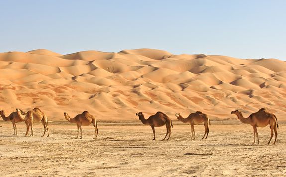 Camels lined up in the Empty Quarter
