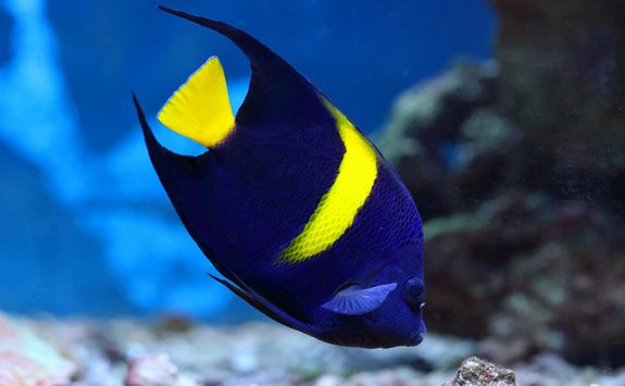 Koral Angelfish