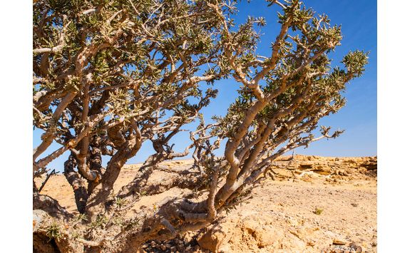 a frankincense tree