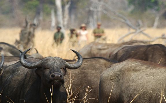 Buffalos