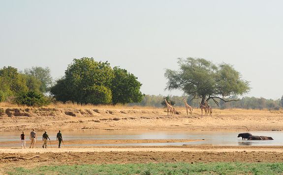 Giraffes in the distance