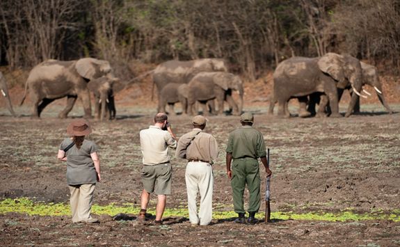 Elephants in the distance