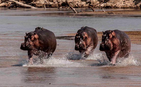 Hippos