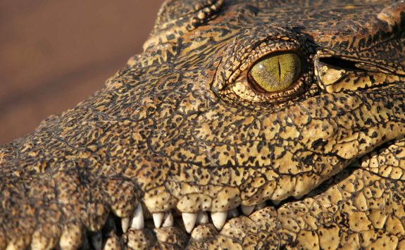 Crocodile