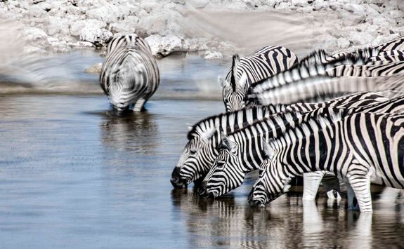 Zebras drinking