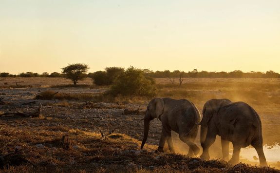 Elephants