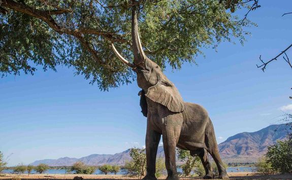 Elephant grazing