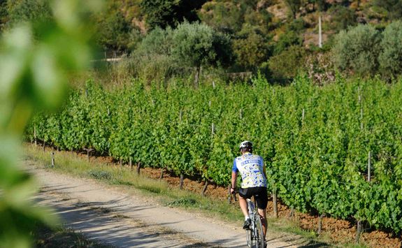 bike through the vineyards