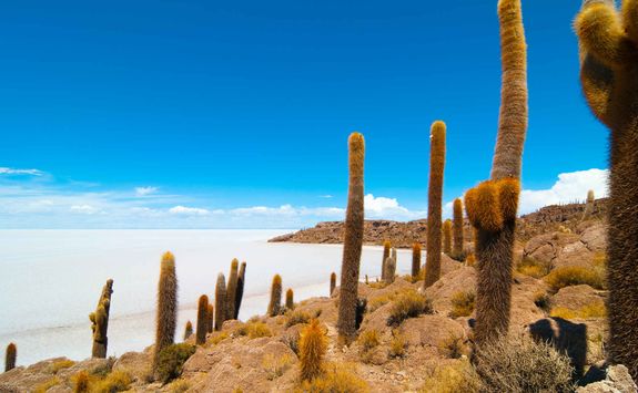 Cacti in the salt flats